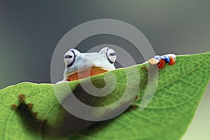 Tree frog, Flying frog on the gree leaf