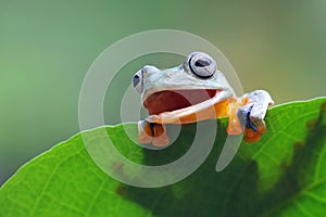 Tree frog, Flying frog hide on leaf