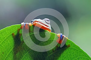 Tree frog, Flying frog hide on leaf