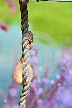 Tree Frog and Foam Nests on a Rope photo