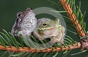 Tree frog friends