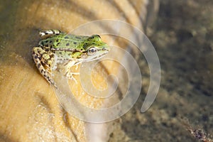 Tree frog, frogs, dumpy frog sitting on wood photo