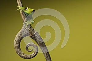 Tree frog on green background copyspace amphibian