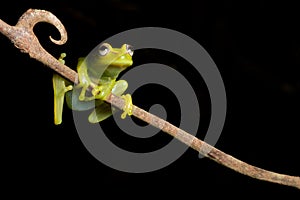 Tree frog green isolated tropical amphibian copy photo