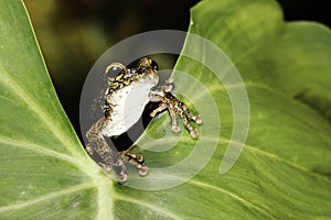 Tree frog on green leaf in tropical rainforest