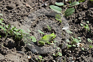 Tree frog on the ground