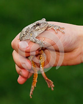 Tree Frog in hand of a boy