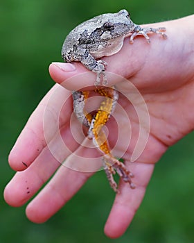 Tree Frog in hand of a boy