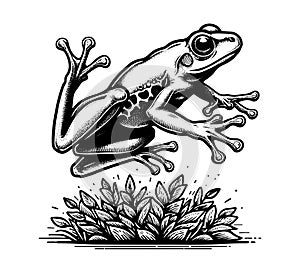 Tree Frog hand drawn vector graphic