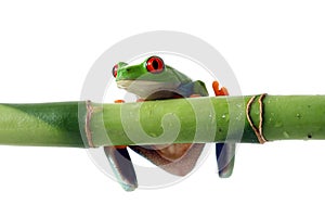 Tree Frog Hanging on Bamboo