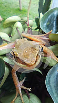 A tree frog is hibernating very quietly in a clump of ornamental plants next to a house in the Wonosobo area, Indonesia