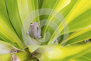 Tree Frog Hiding Amongst Large Green Leaves