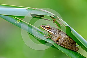 Tree frog hiding behind a palm leaf