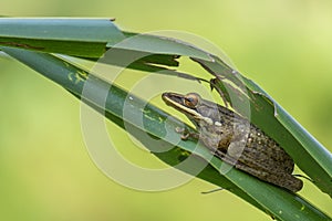 Tree frog hiding behind a palm leaf,