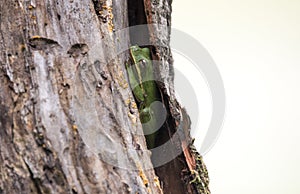 Tree Frog hiding in tree bark at Dyar Pasture Wildlife Preserve, Georgia