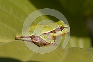Tree Frog on the Hosta Leaf