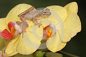 A tree frog is hunting for prey in an assemblage of wild moth orchids.