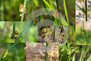 Tree frog - Hyla arborea - green frog on a reed stem. More photos composed in a collage