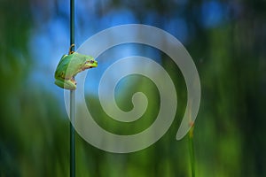 Tree frog, Hyla arborea sitting in its natural environment. Beautiful green frog with green and blue background. Spring portrait o