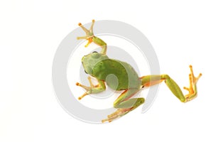 Tree frog Hyla arborea on a white background