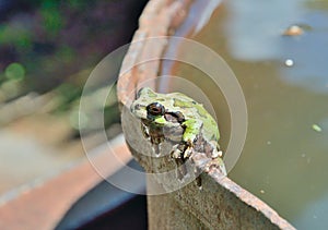 Tree-frog Hyla Japonica