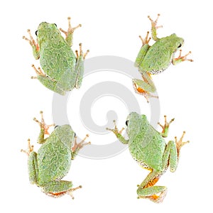 Tree Frog Isolated, 4 Views