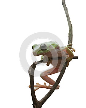 Tree Frog Isolated on White