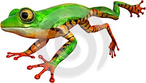 Tree Frog Jump, Jumping, Isolated, Wildlife