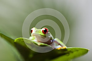 Tree frog