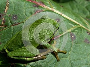 Tree frog on leaf