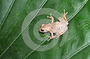 Tree frog on the leaf
