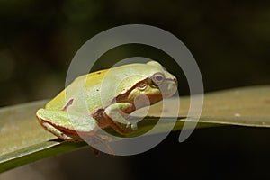 Tree Frog on the Leaf