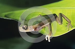 Tree frog on leaf close-up