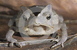 Tree frog on leaf close-up