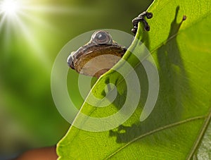 Tree frog on leaf Dendropsophus manonegra photo