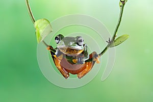 Tree frog on leaf, Gliding frog (Rhacophorus reinwardtii) sitting on branch