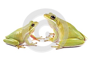 Tree frog Litoria infrafrenata