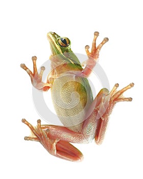 Tree frog litoria infrafrenata, climbing on the glass