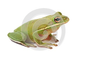 Tree frog Litoria infrafrenata