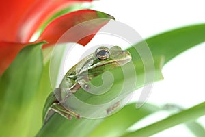 Tree frog, Litoria infrafrenata on a white background