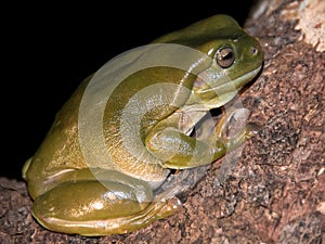 Tree Frog (Litoria splendida) Australia