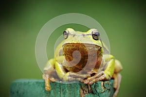 Tree frog looking at camera