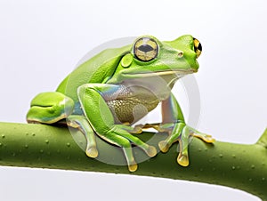 Ai Generated illustration Wildlife Concept of Tree frog