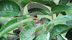 Tree frog mating