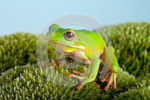 Tree frog on moss