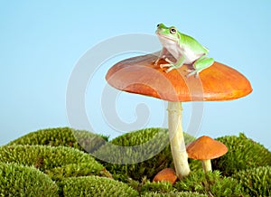 Tree frog on mushroom