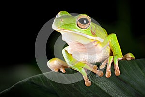 Tree frog in natural environment