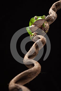 Tree frog at night on branch in jungle photo