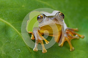 Tree frog out in behind green leaf