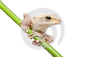 Tree frog photo